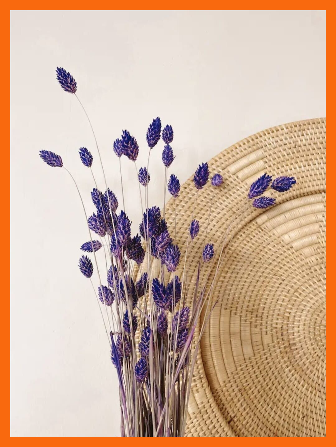 Phalaris - Paarse gedroogde bloemen - Small