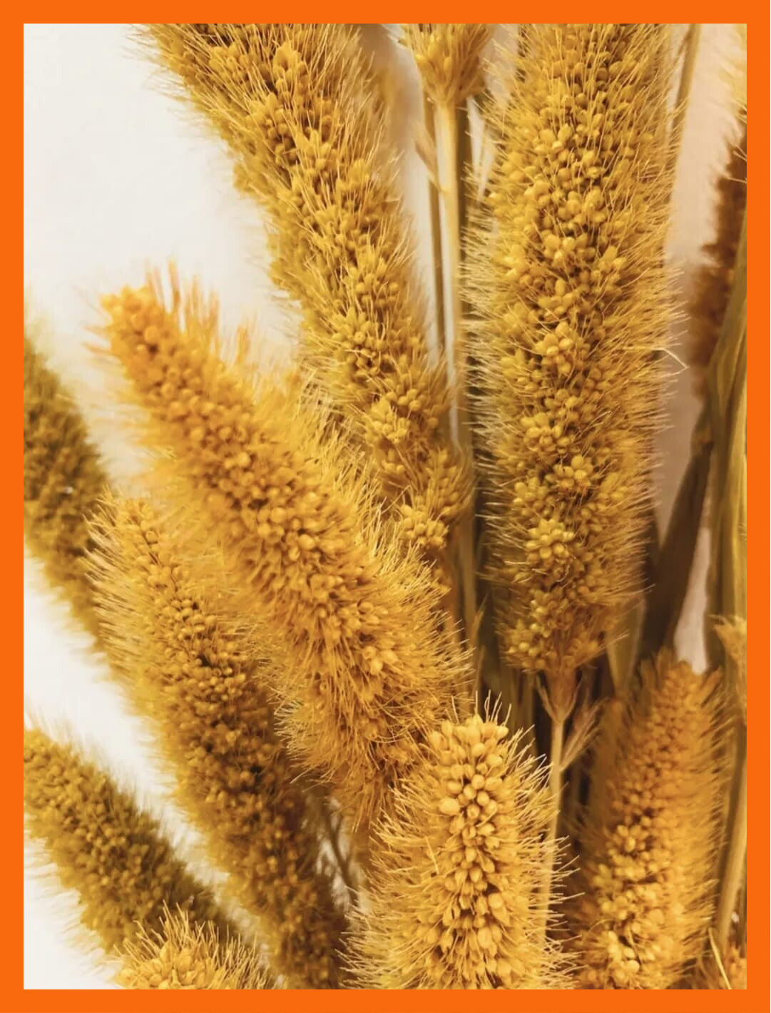 Gele Setaria - Gerdroogde bloemen