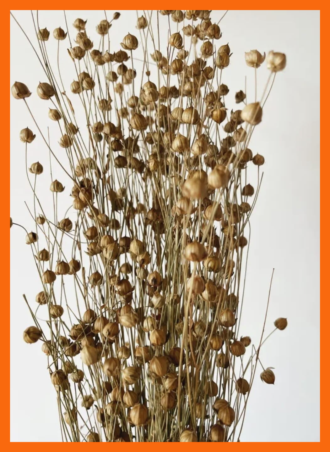 Natuurlijke Linum - gedroogde bloemen