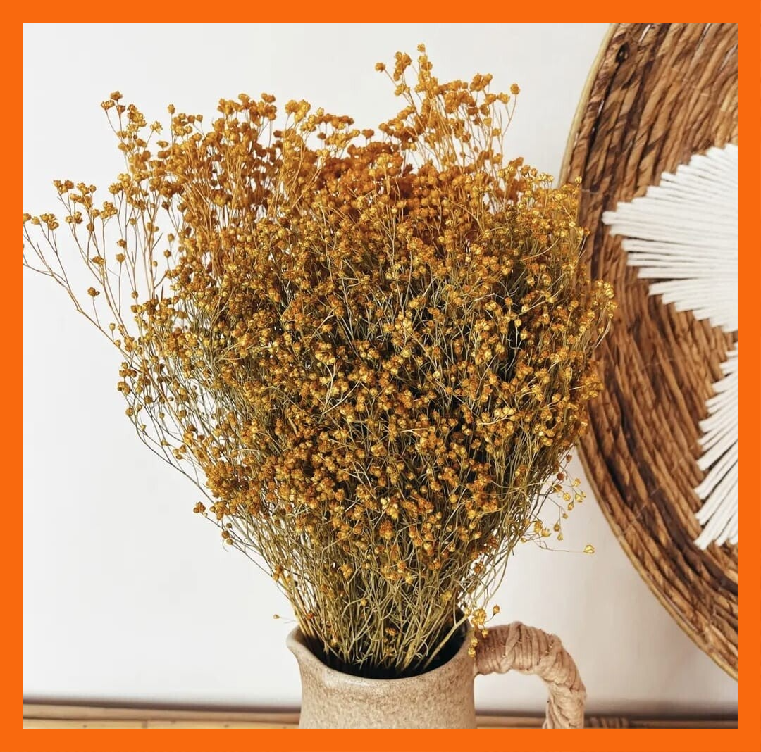 Broom Bloom geel - gedroogde bloemen