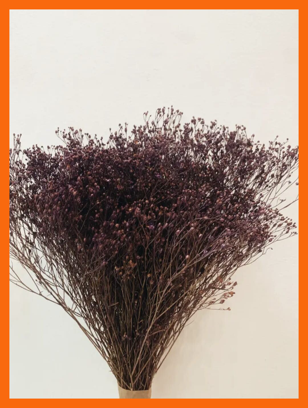 Broom Bloom Paars - gedroogde bloemen