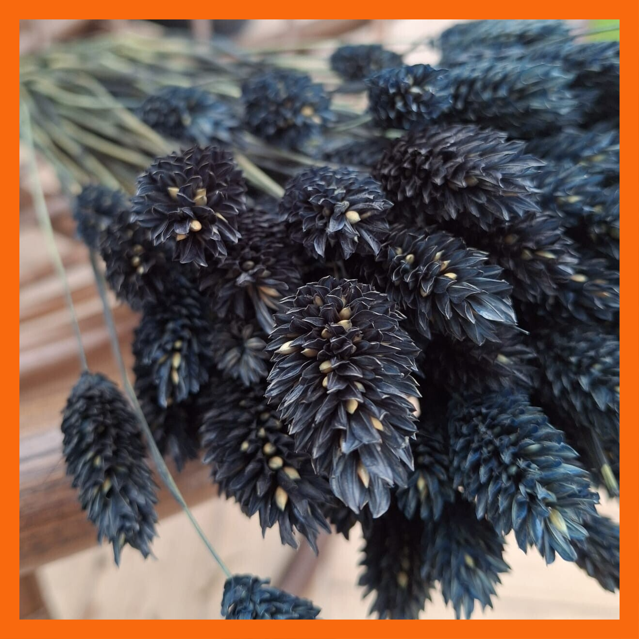 Gedroogde Phalaris Donkerblauw XL