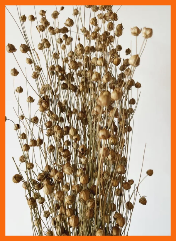 Natuurlijke Linum - gedroogde bloemen