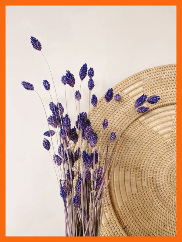 Phalaris - Paarse gedroogde bloemen - Small