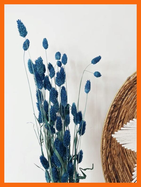 Phalaris - Groen/blauwe gedroogde bloemen