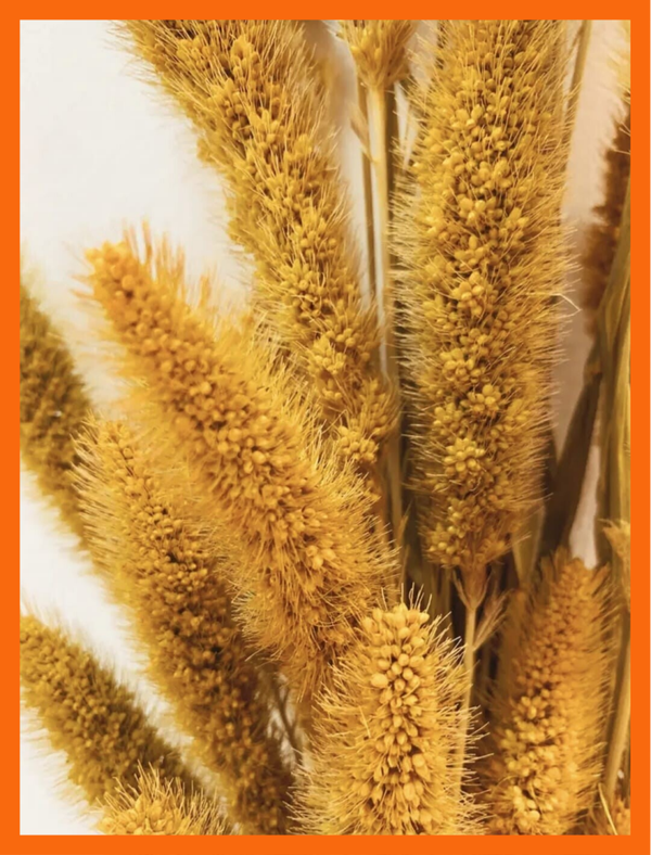 Gele Setaria - Gerdroogde bloemen