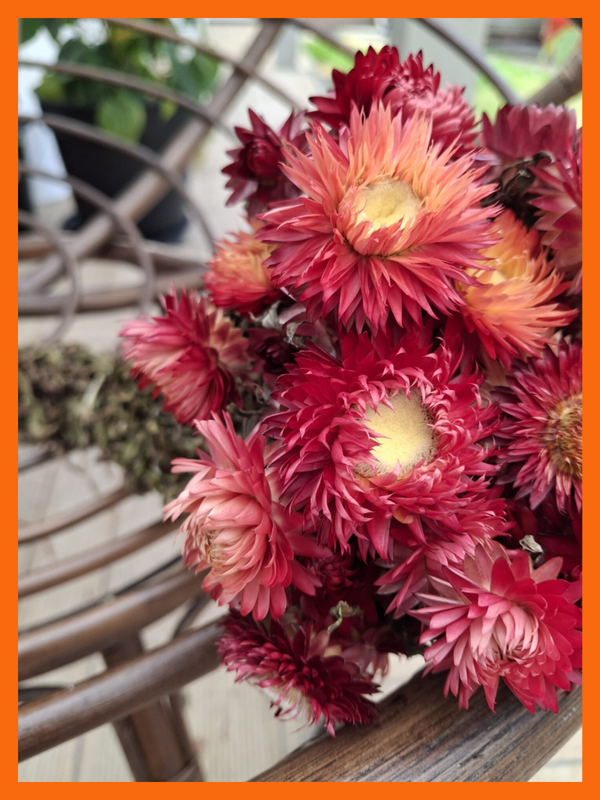 Helichrysum XL – Rood/Roze