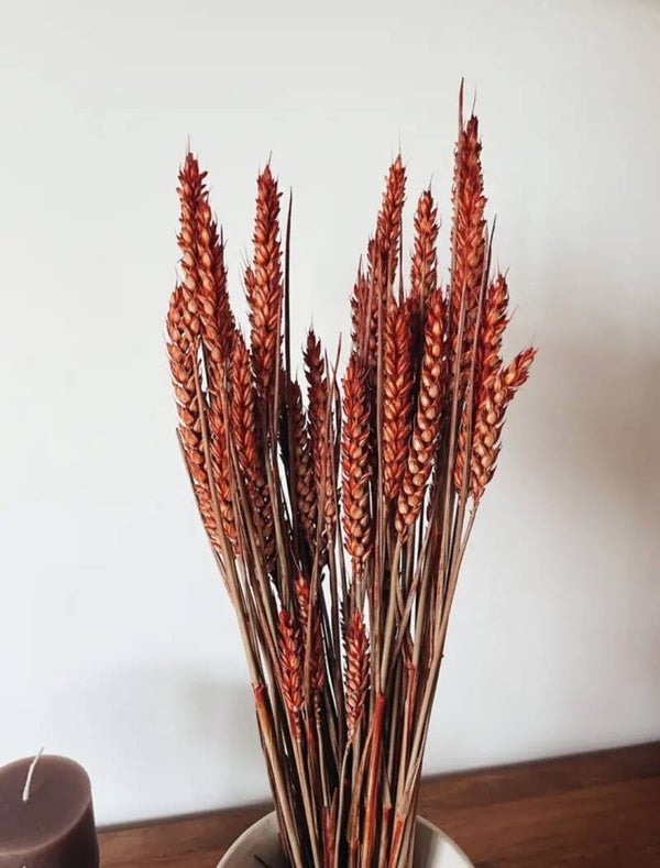 Rode tarwe - gedroogde bloemen