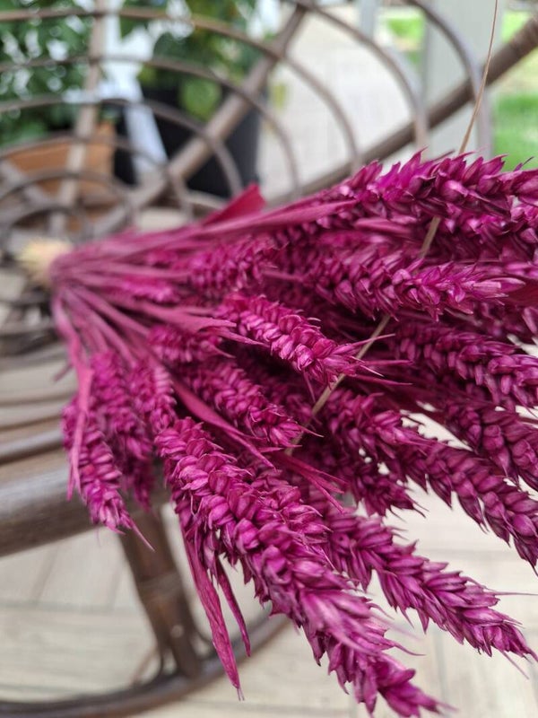 Gedroogde Tarwe Violet XXL