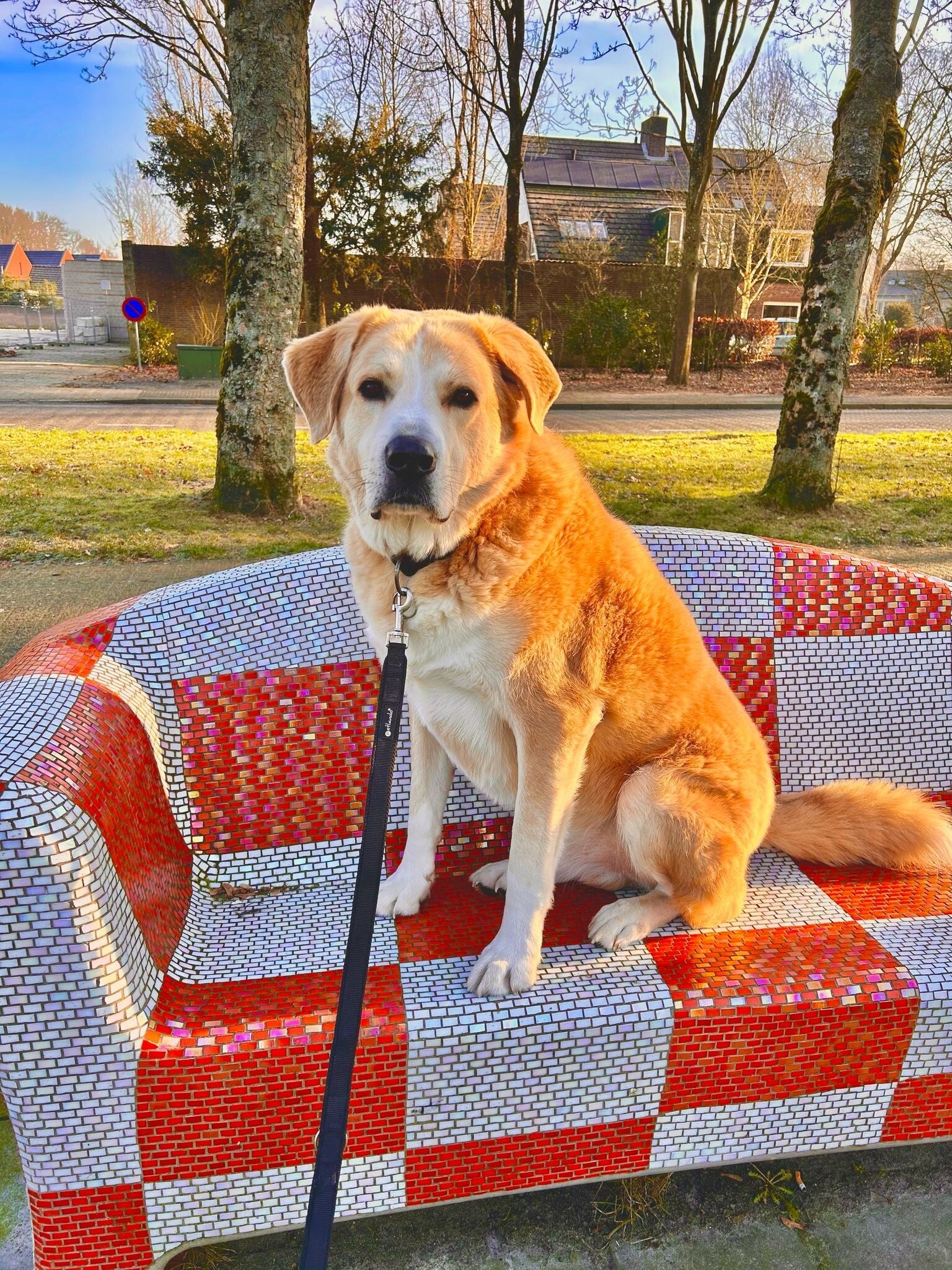 Buitenlandse hond, niet willen lopen, emdr voor honden