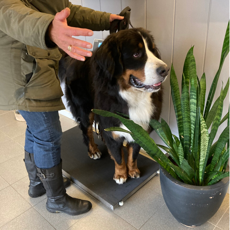 Op de weegschaal bij de dierenarts
