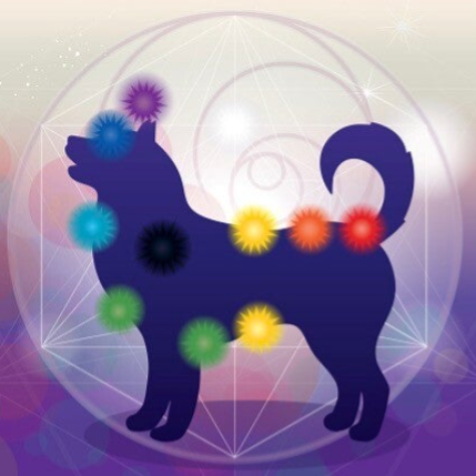 Kinesiologie voor honden