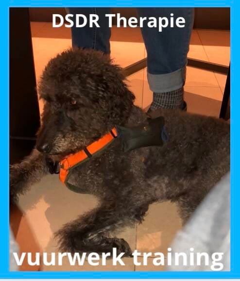 vuurwerkangst  vuurwerktraining emdr voor honden