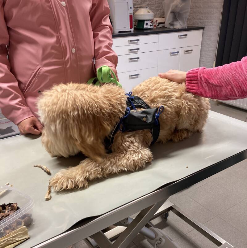 Dierenarts bezoek, ontspanning bij honden