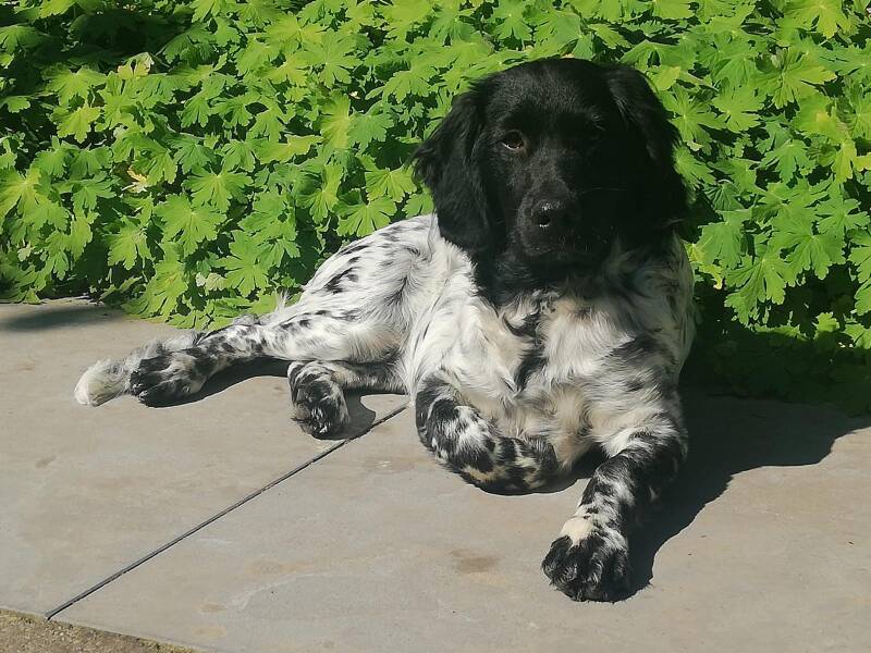 ontspanning bij honden emdr