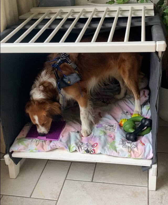 Onspanning bij honden dmv likmat