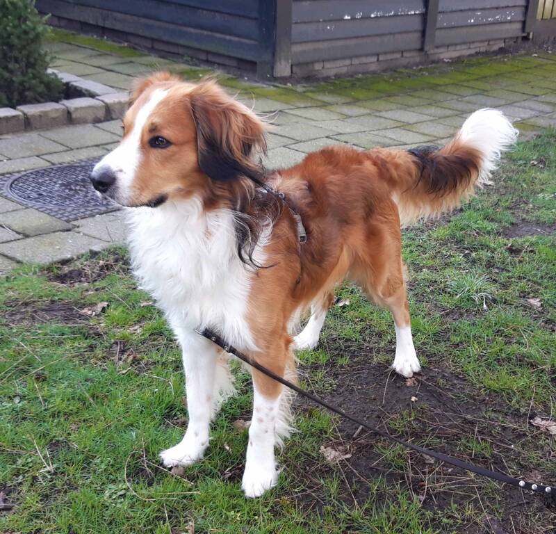 Kobus EMDR voor honden