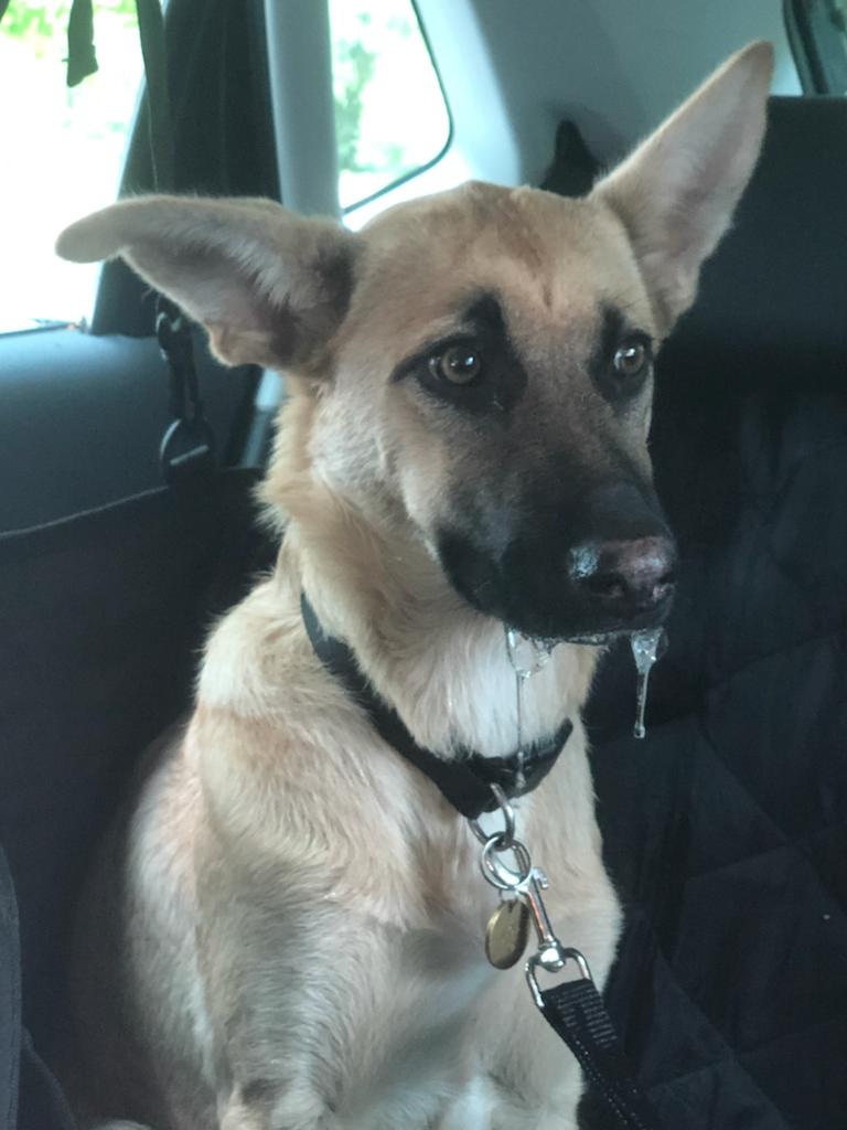 Ervaringen, Brabant, auto rijden, emdr bij honden