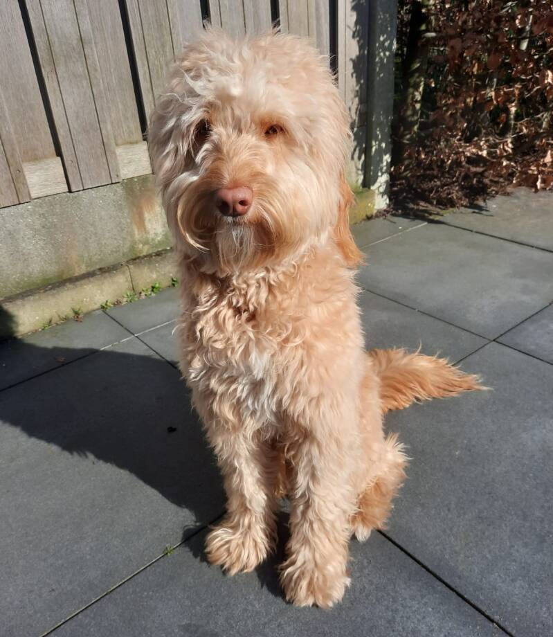 EMDR bj honden, dierenarts trauma