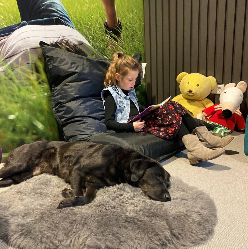 Tjalfie Labrador reddingshond en therapie hond