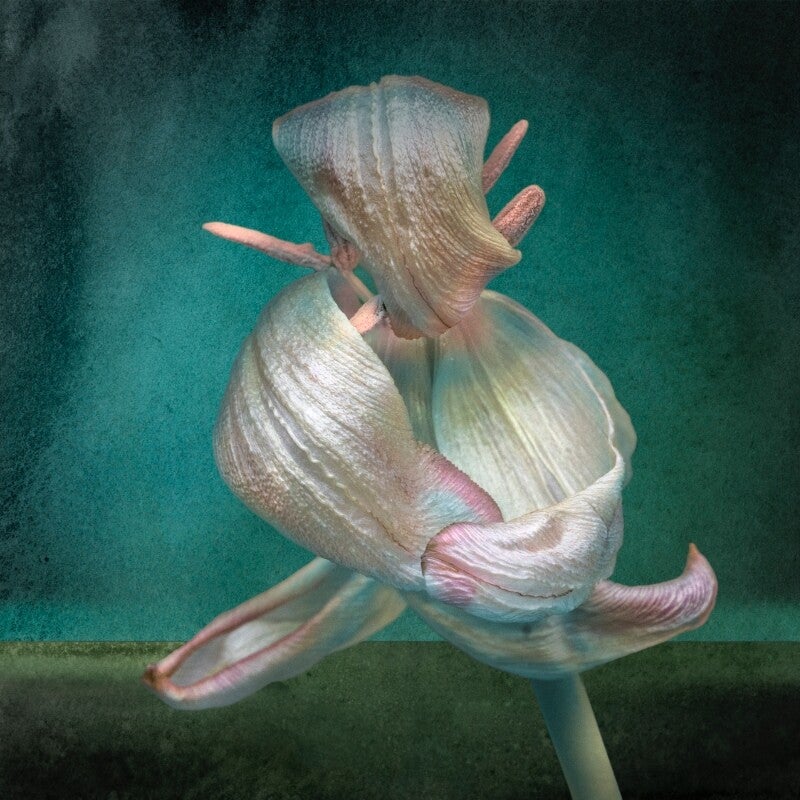 Dansende bloem Droom