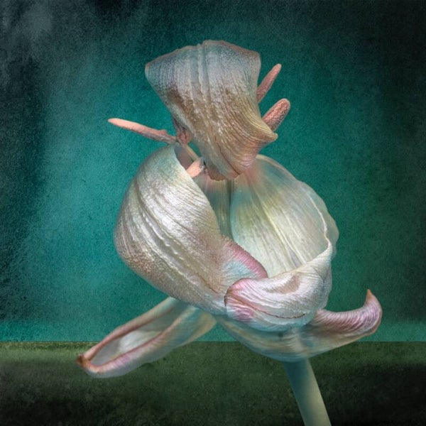 Dansende bloem Droom
