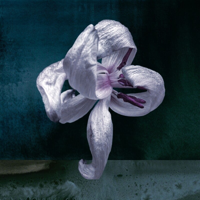 Dansende bloem Nacht