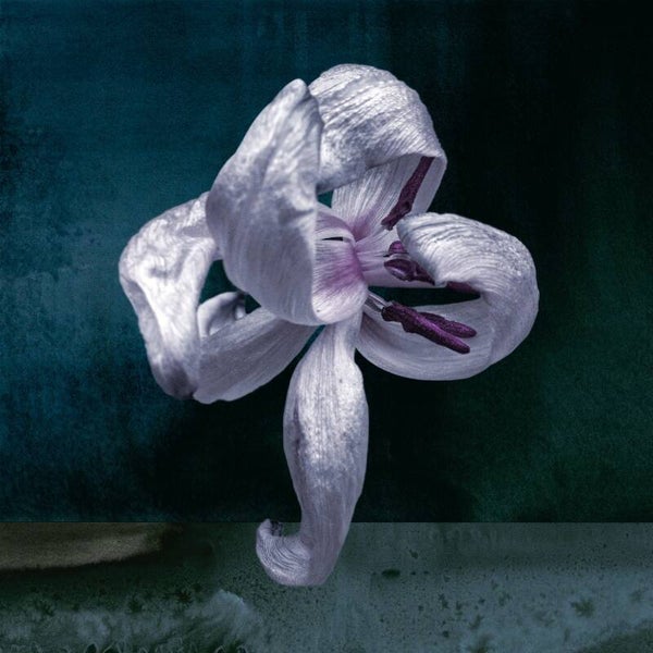 Dansende bloem Nacht