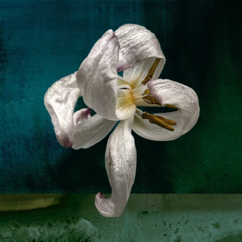 Dansende bloem Oceaan