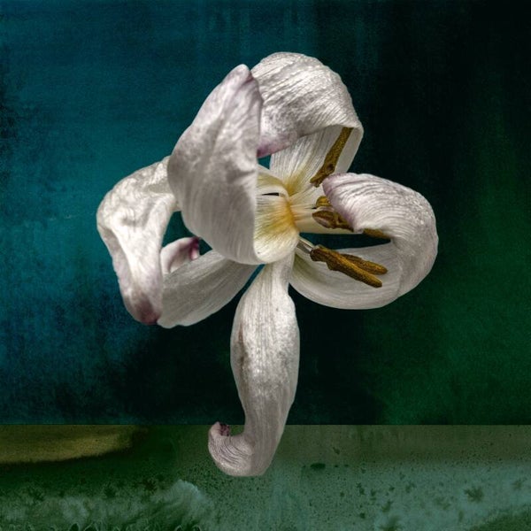 Dansende bloem Oceaan