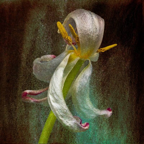 Dansende bloem Zandstorm