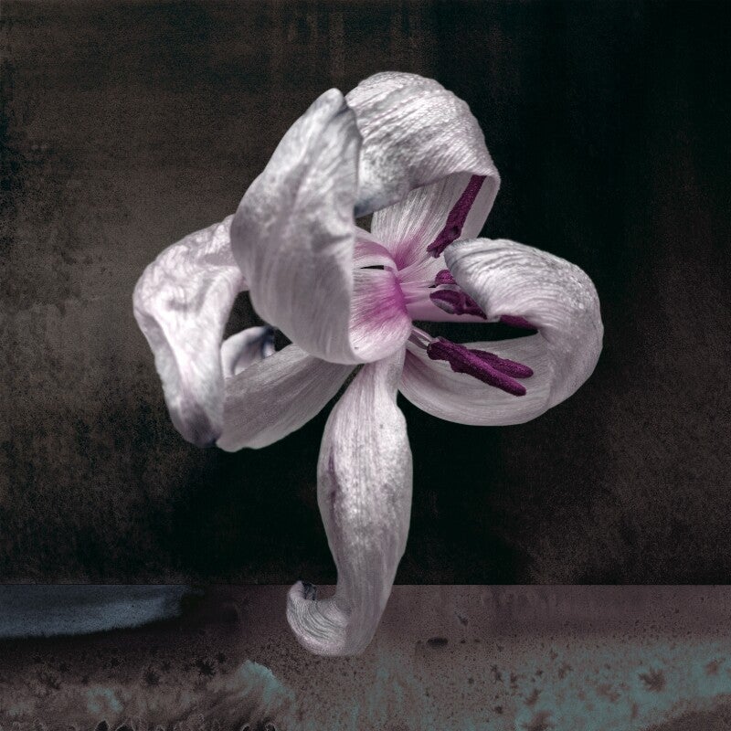 Dansende bloem Spelonk