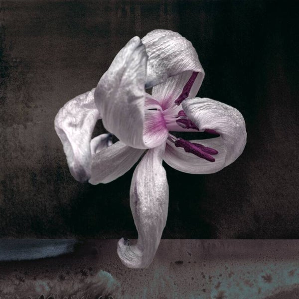 Dansende bloem Spelonk