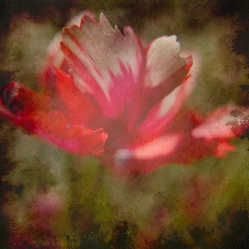 Dromende bloemen - Antiek