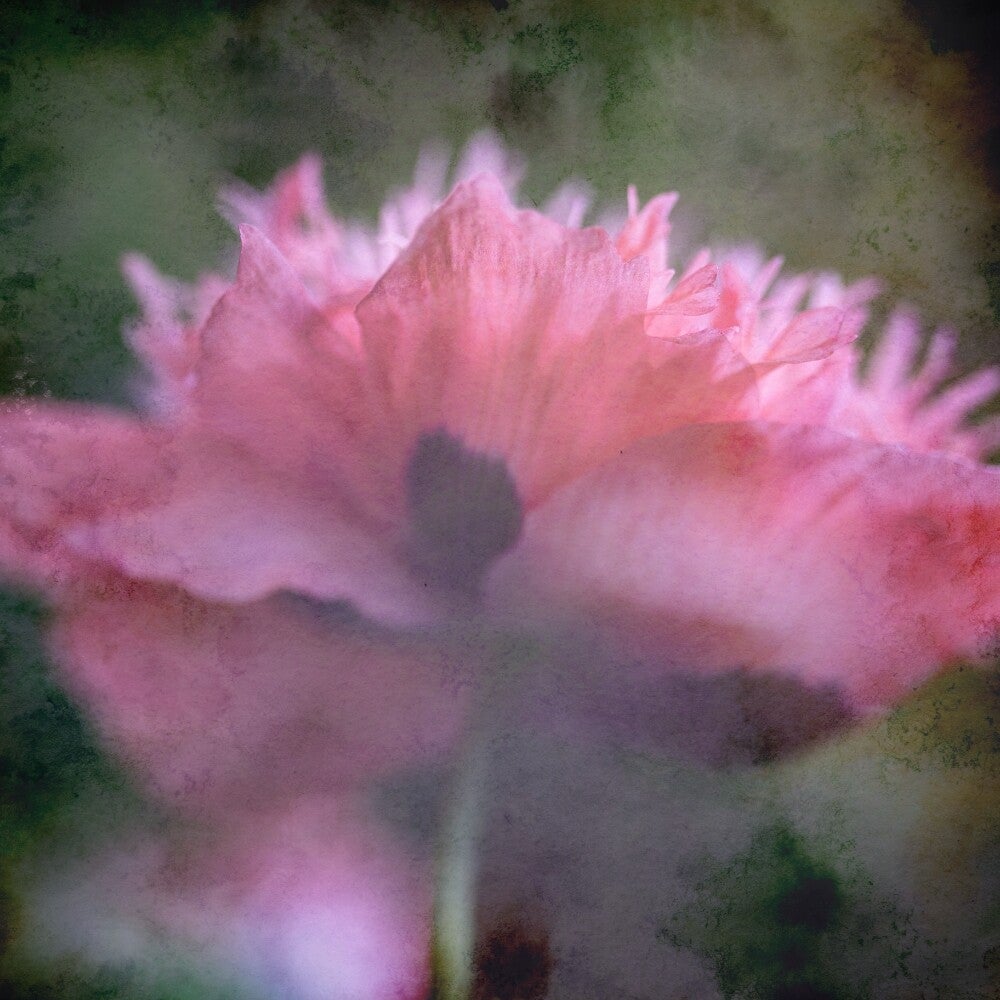 Dromende bloemen - Bedwelming