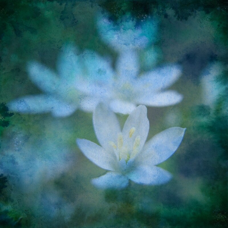 Dromende bloemen - Inkt