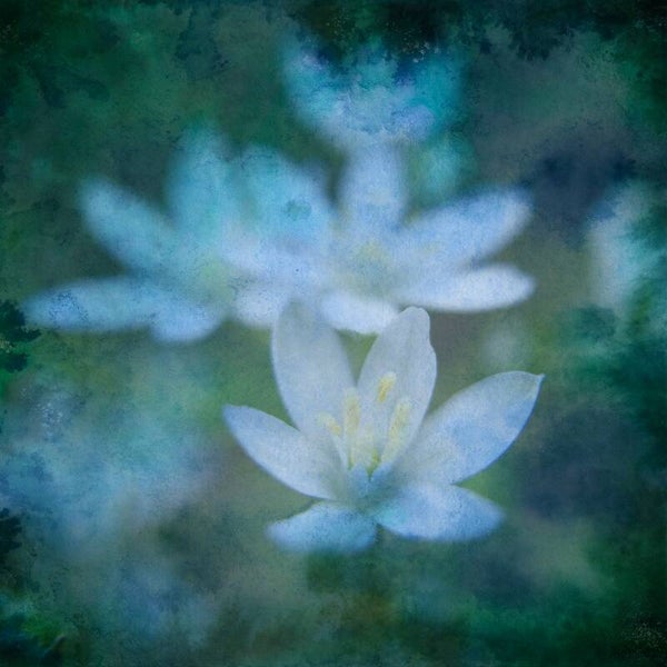 Dromende bloemen - Inkt