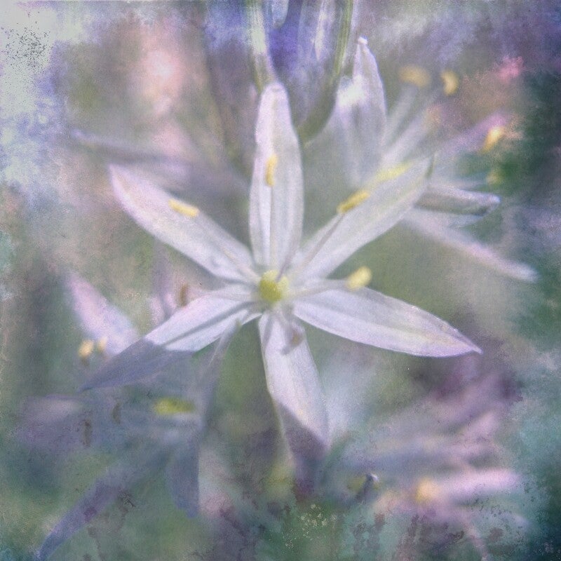 Dromende bloemen - Tederheid