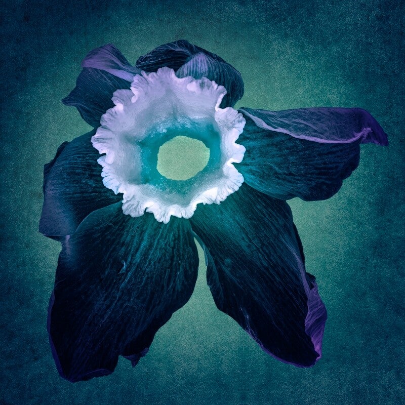 Narcis in Indigo