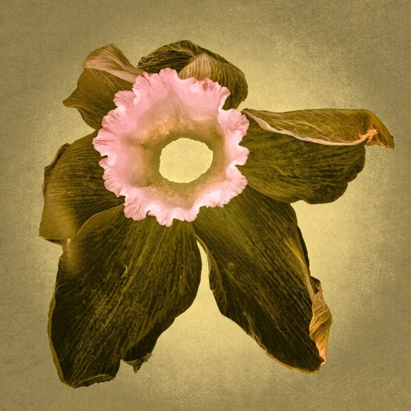 Narcis in Oker