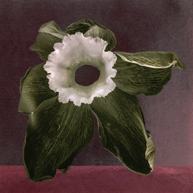 Narcis in Omber
