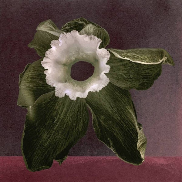 Narcis in Omber