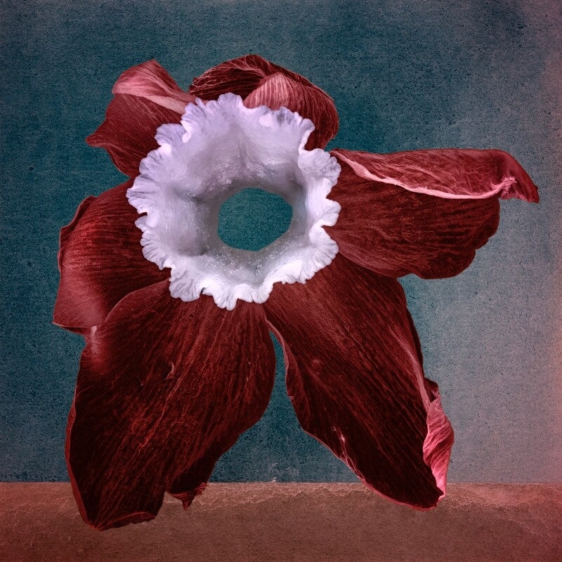 Narcis in Sienna