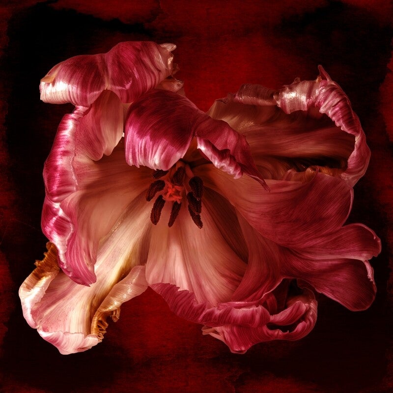 Tulp in Karmijn
