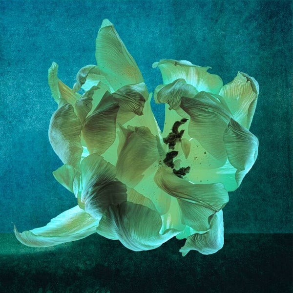 Tulp in Petrol