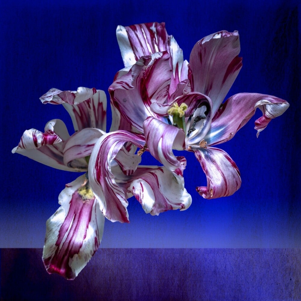 Tulp in Ultramarijn