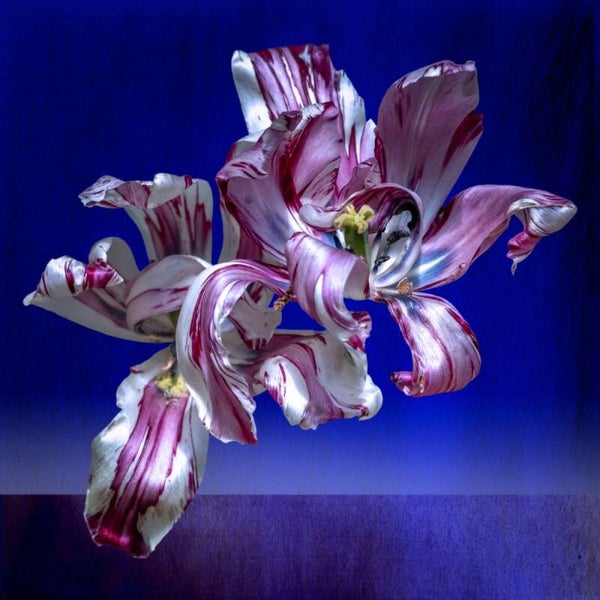 Tulp in Ultramarijn