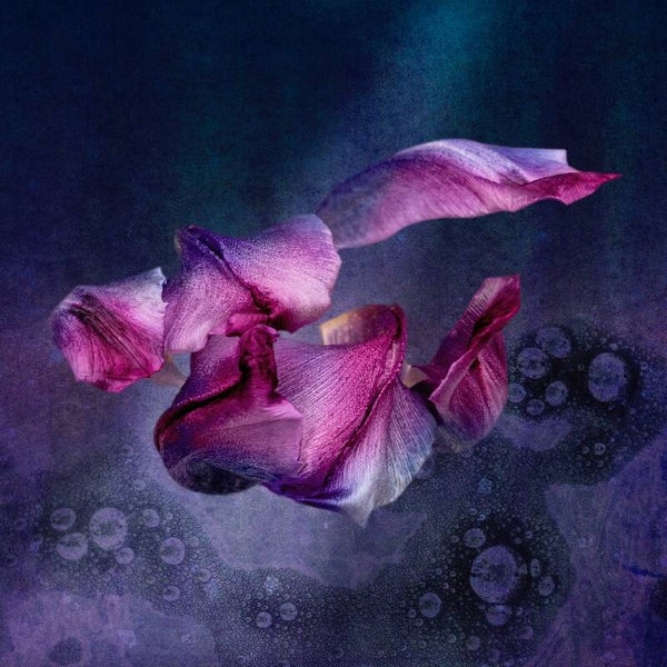 Tulp in Violet