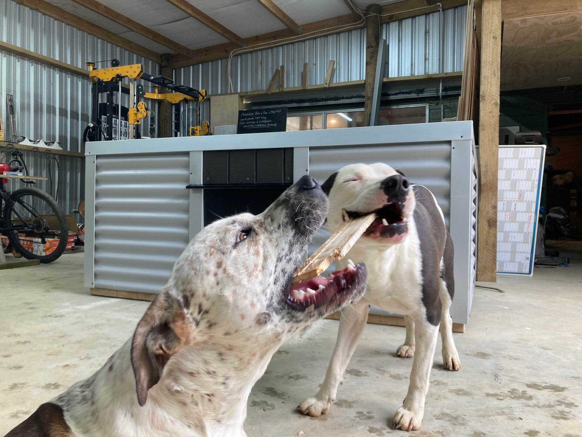 XXL classic kennel