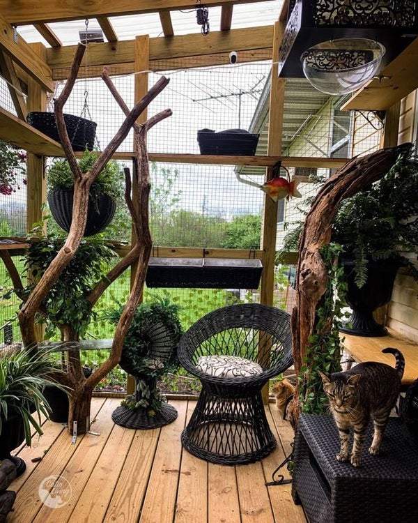 Cattery